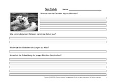 Eisbär-Fragen-4.pdf